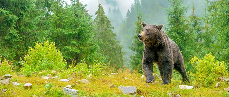 What to do if you see a bear: How to stay safe